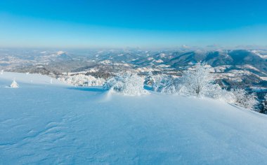 Dağ manzarası güzel süs ağaçları ve snowdrifts yamaç (Karpat Dağları, Ukrayna ile sabah kış sakin)