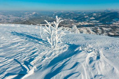 Dağ manzarası güzel süs ağaçları ve snowdrifts yamaç (Karpat Dağları, Ukrayna ile sabah kış sakin)