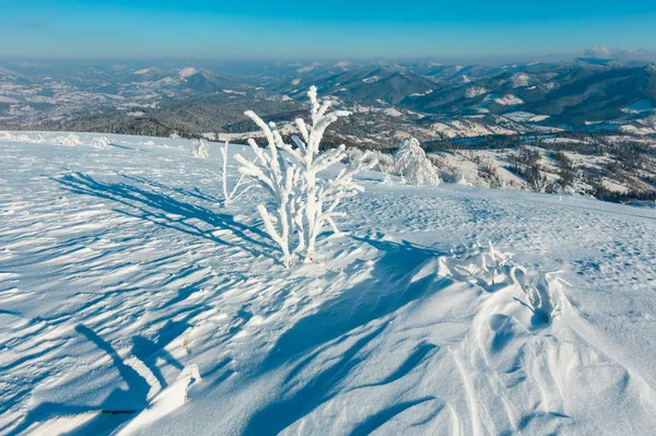 Mañana Invierno Tranquilo Paisaje Montaña Con Hermosos Árboles Glaseado Ventisqueros —  Fotos de Stock
