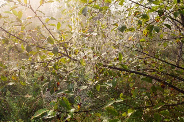 Manhã Cedo Nebuloso Orvalho Gotas Floresta Montanhosa Selvagem Prado Gramado — Fotografia de Stock