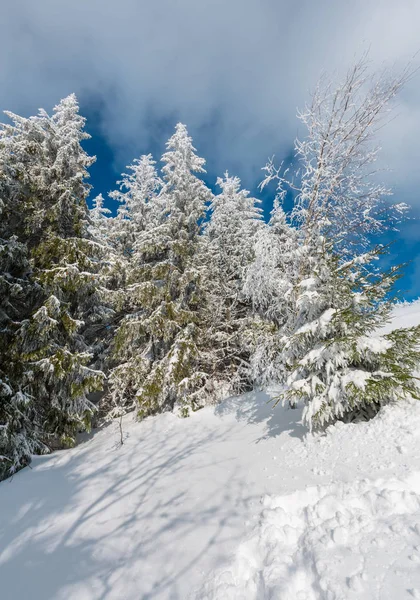 Inverno Paisagem Serena Montanha Com Belas Árvores Geada Nevascas Encosta — Fotografia de Stock