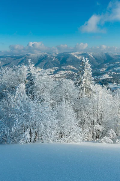 Zimowy Krajobraz Górski Spokój Lukier Pięknych Drzew Zaspy Stoku Karpaty — Zdjęcie stockowe