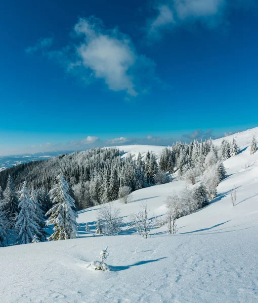 Invierno Tranquilo Paisaje Montaña Con Hermosos Árboles Glaseado Ventisqueros Pendiente — Foto de Stock