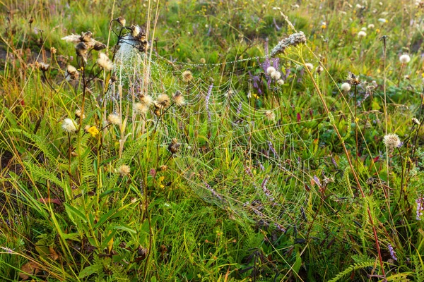 Frühen Morgen Tautropfen Auf Wilde Berggraswiese Mit Wilden Herbstblumen Und — Stockfoto