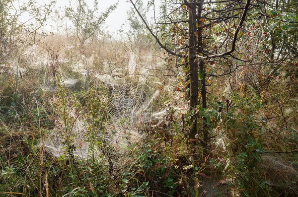 霧の深い早朝露枝にクモの巣と野生の山の森林芝生の草原上にドロップします — ストック写真