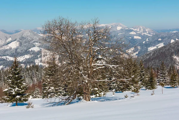 Pittoreska Vintern Snöiga Bergsutsikt Från Skupova Bergssluttning Ukraina Karpaterna Alpine — Stockfoto