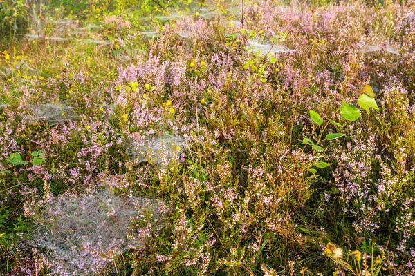 Tidig Misty Morning Dew Drops Vilda Berg Gräsbevuxen Äng Med — Stockfoto