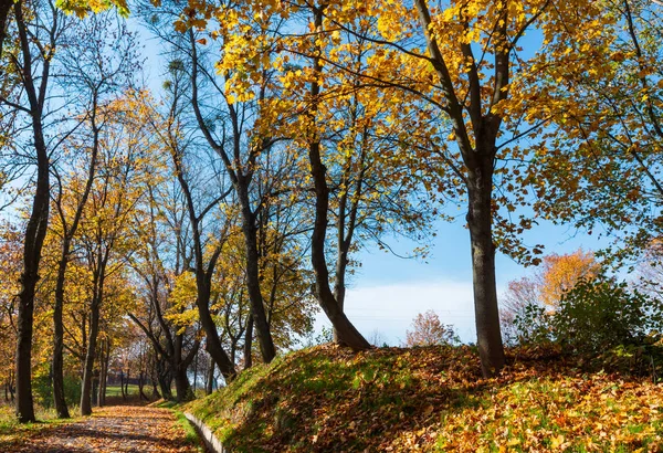 Aceri Gialli Autunnali Nel Soleggiato Parco Cittadino — Foto Stock