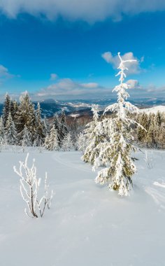Kış sakin dağ manzarası güzel süs ağaçları ve snowdrifts aracılığıyla Kayak yolda dağ yamacı (Karpat Dağları, Ukrayna)