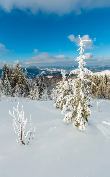 Winter Ruhige Berglandschaft Mit Schönen Frostbäumen Und Loipen Durch Schneeverwehungen — Stockfoto