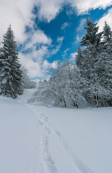 Inverno Paisagem Serena Montanha Com Belas Árvores Geada Trilha Calçada — Fotografia de Stock