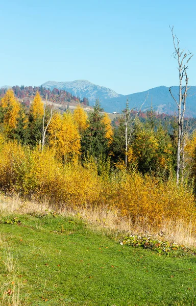 Rano Jesień Stoki Kolorowych Drzew Karpat Yablunytskyj Pass Obwód Iwano — Zdjęcie stockowe