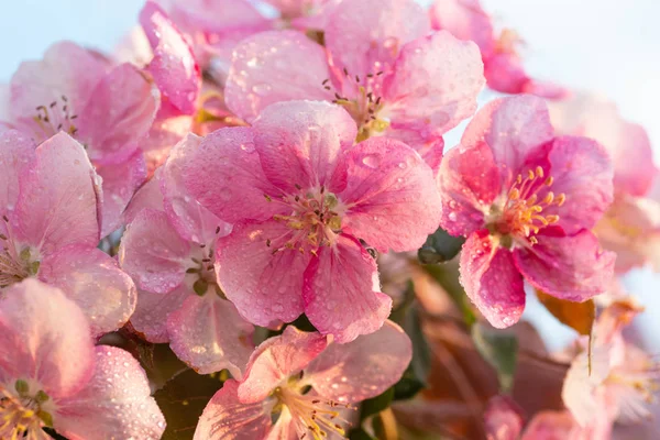 Japán Cseresznye Sakura Virág Virág Gally Természet Háttér Szép Tavaszi — Stock Fotó