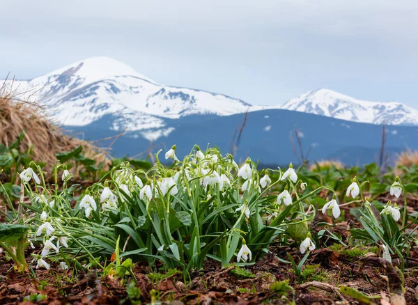 Sněženka Květiny Jaře Karpaty Ukrajina Evropa Více Záběrů Steh Obraz — Stock fotografie