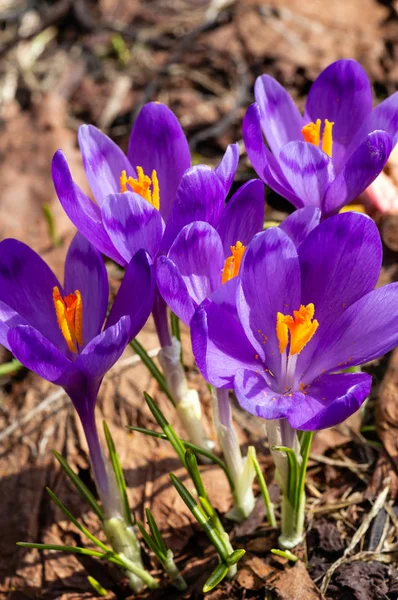 Floraison Colorée Violet Violet Crocus Heuffelianus Crocus Vernus Fleurs Alpines — Photo