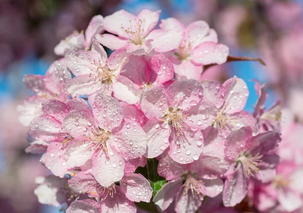 Cerezo Japonés Sakura Ramita Flores Fondo Naturaleza Hermosa Primavera Delicada — Foto de Stock