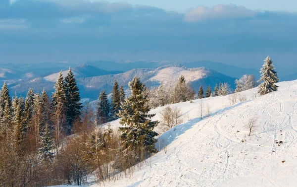 Evening winter calm mountain landscape with beautiful frosting trees and ski track trace through snowdrifts on mountain slope (Carpathian Mountains, Ukraine)
