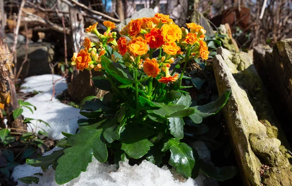 Kalanchoe Přezimování Rostlina Oranžovými Květy Jaře Kamenné Zahradní Louku Sněhu — Stock fotografie