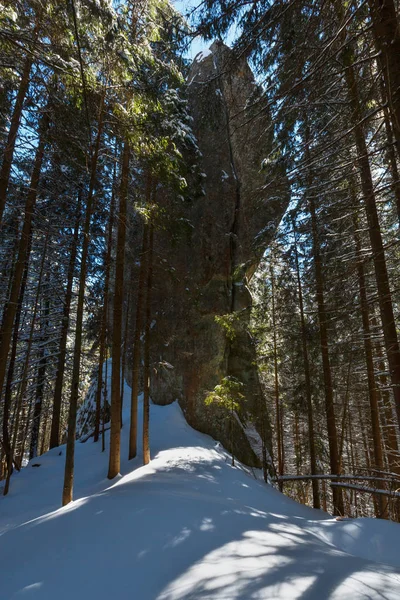 晴れた冬の日の雪では 石ボルダー岩ビュー暗い野生モミの森で覆われています 美しいハンガリー石岩 Skupova 山の斜面にカルパチア Zelene Verkhovyna ウクライナ — ストック写真