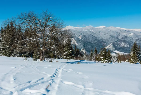 风景如画的冬雪山景观从 Skupova 乌克兰 高山高原花园大果树 — 图库照片