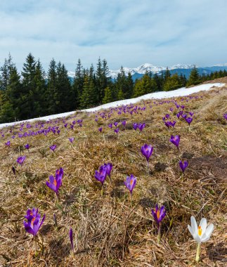 Menekşe Crocus heuffelianus (Crocus vernus) alp çiçek bahar Karpat dağ Yaylası Vadisi, Ukrayna, Europe üzerinde. Yedi çekim kompozit görüntü önemli alan netlik derinliği ile.