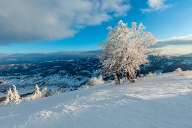 Dağ manzarası güzel süs ağaçları ve snowdrifts yamaç (Karpat Dağları, Ukrayna ile akşam kış sakin)