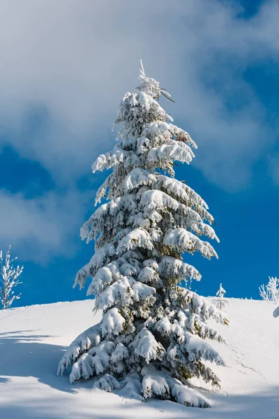 Mooie Wintersneeuw Cowered Rime Berijpen Grote Spar Boom Berghelling Met — Stockfoto