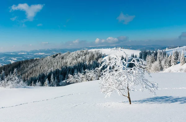 冬天平静的山风景与美丽的结霜树和雪堆在倾斜 乌克兰 — 图库照片