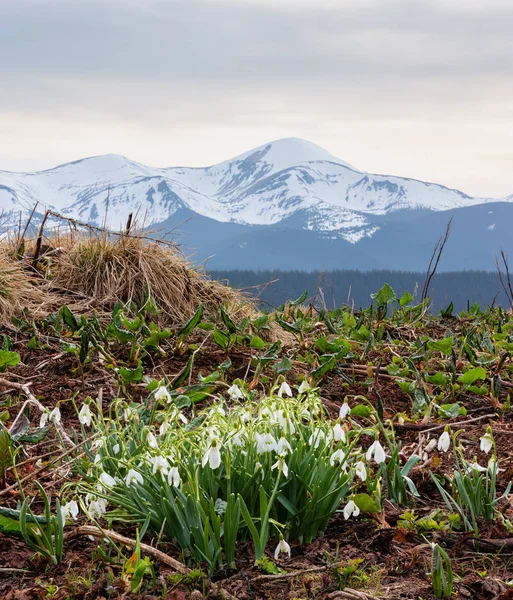 Sněženka Květiny Jaře Karpaty Ukrajina Evropa Více Záběrů Sešít Obraz — Stock fotografie