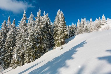 Kış sakin dağ manzarası güzel süs ağaçları ve snowdrifts yamaç (Karpat Dağları, Ukrayna)