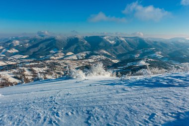 Dağ manzarası güzel süs ağaçları ve snowdrifts yamaç (Karpat Dağları, Ukrayna ile sabah kış sakin)