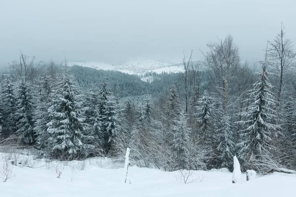 Sabah Erken Alacakaranlık Kış Dağ Çam Ağaçları Buzlanma Ile Manzara — Stok fotoğraf