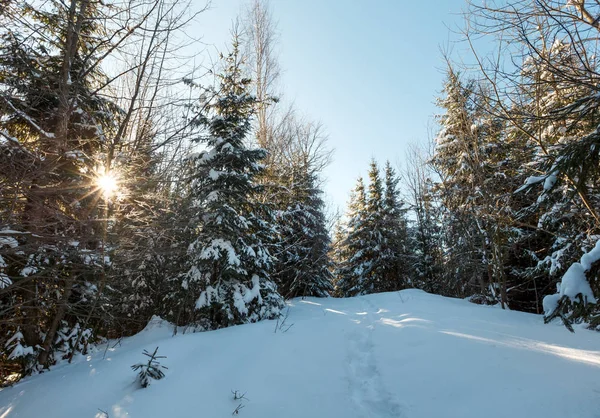 Malebné Sunrise Ráno Ozářená Zimní Karpaty Alpská Cesta Půdorysem Jedlovém — Stock fotografie