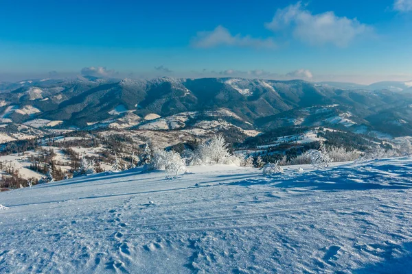 Morning winter calm mountain landscape with beautiful frosting trees and snowdrifts on slope (Carpathian Mountains, Ukraine)