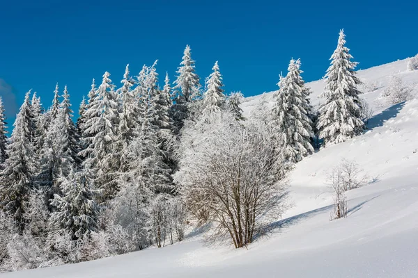 Kış Sakin Dağ Manzarası Güzel Süs Ağaçları Snowdrifts Yamaç Karpat — Stok fotoğraf