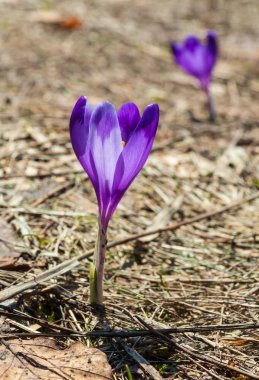 Erken bahar Karpat Dağları Yaylası üzerinde ilk menekşe bitkisi çiçeği.