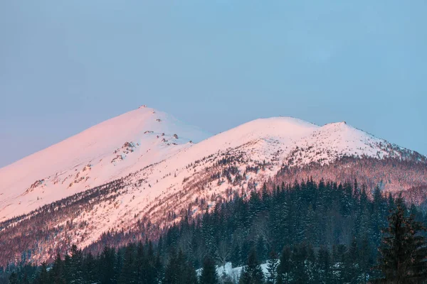 Pink Sunrise Rano Zima Pokryte Śniegiem Scenerii Malowniczych Vuhatyj Kaminj — Zdjęcie stockowe