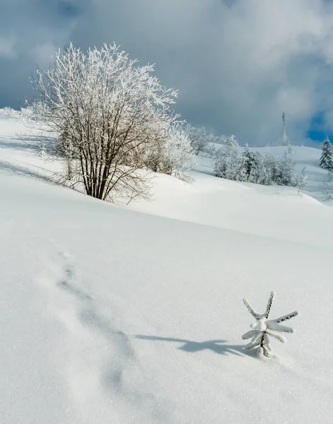 Téli Nyugodt Hegyi Táj Gyönyörű Fagyosan Fák Snowdrifts Lejtőn Kárpátok — Stock Fotó