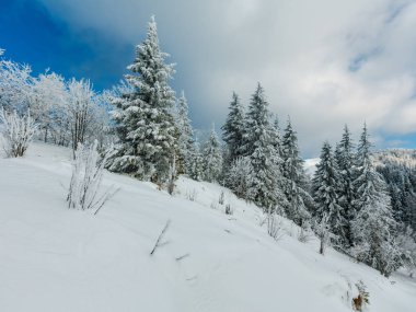 Kış sakin dağ manzarası güzel süs ağaçları ve snowdrifts yamaç (Karpat Dağları, Ukrayna)