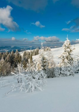 Kış sakin dağ manzarası güzel süs ağaçları ve snowdrifts yamaç (Karpat Dağları, Ukrayna)