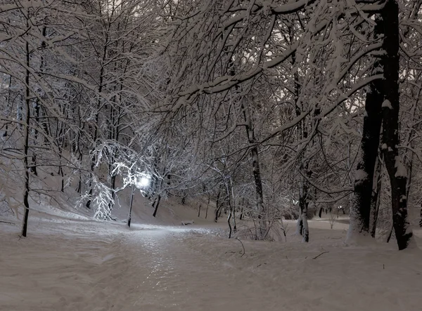 Gyönyörű Éjszaka Téli Stryjskyj Park Hóval Borított Fák Center Lviv — Stock Fotó