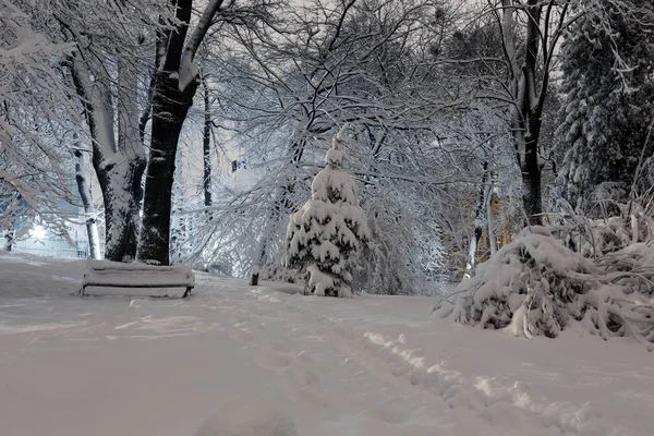 美しい夜冬センターのリヴィウ市 ウクライナ の雪に覆われた木とベンチでイワン フランコ公園 — ストック写真