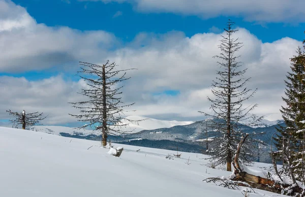 美しい冬の山がいくつか枯れた防風林と Skupova 山の斜面から見る ウクライナ Chornohora 尾根と Pip イワン山の頂上 カルパチア ビュー — ストック写真