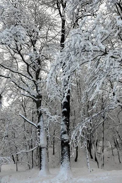 Pięknej Nocy Zimowych Stryjskyj Parku Samym Centrum Lwowa Ukraina Ośnieżonych — Zdjęcie stockowe