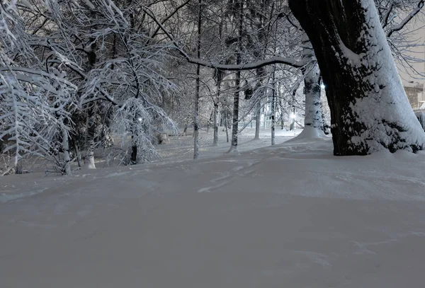 Vacker Natt Vinter Ivan Franko Park Stadens Centrum Lviv Ukraina — Stockfoto