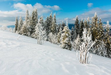 Kış sakin dağ manzarası güzel süs ağaçları ve snowdrifts yamaç (Karpat Dağları, Ukrayna)