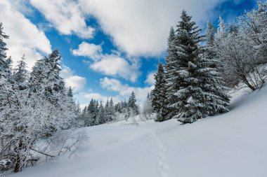 Kış sakin dağ manzarası güzel süs ağaçları ve snowdrifts aracılığıyla patika yolda dağ yamacı (Karpat Dağları, Ukrayna)