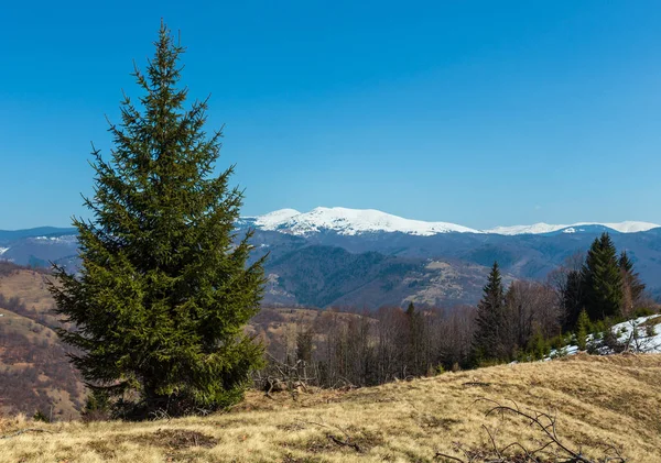 Primavera Cedo Montanhas Cárpatos Paisagem Planalto Com Cumes Cobertos Neve — Fotografia de Stock