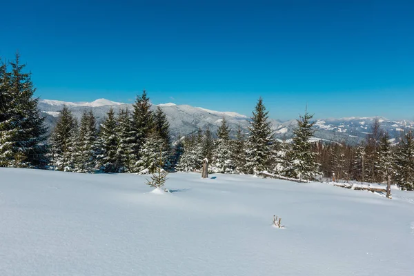 Gyönyörű Téli Hegyi Nézd Skupova Hegy Lejtőjén Ukrajna Chornohora Ridge — Stock Fotó