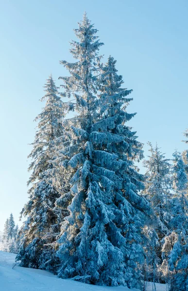 Manhã Inverno Calma Paisagem Montanhosa Com Belas Geada Neve Coberto — Fotografia de Stock